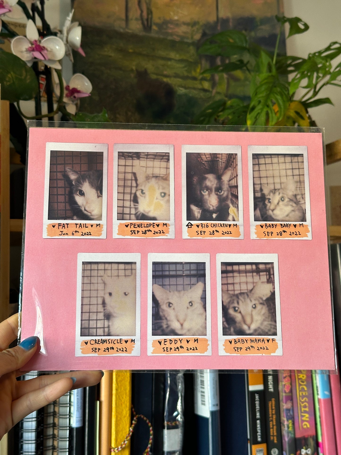 Kitty Mugshots Silly Cat Photography Print -Farewell Collection