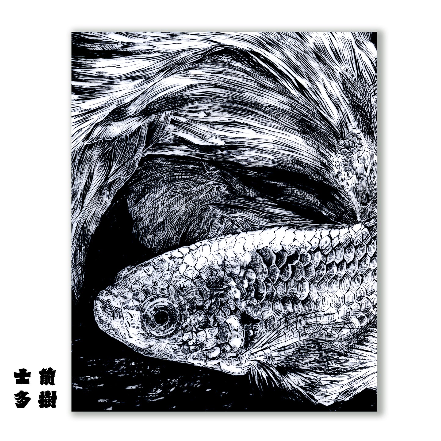 Beta Fish Illustration Poster